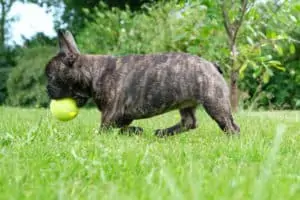 French Bulldog with ball